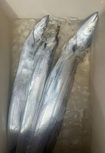 タチウオの釣果