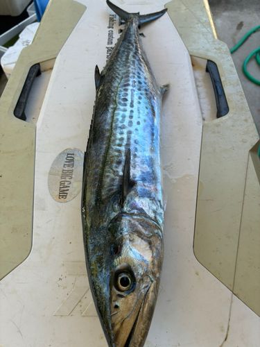 サゴシの釣果