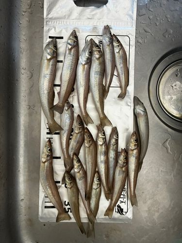 シロギスの釣果