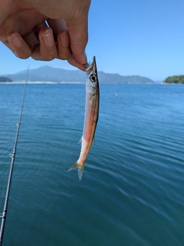 カマスの釣果