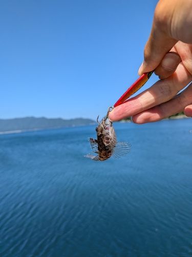 アサヒアナハゼの釣果