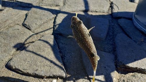 フグの釣果