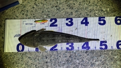 マゴチの釣果