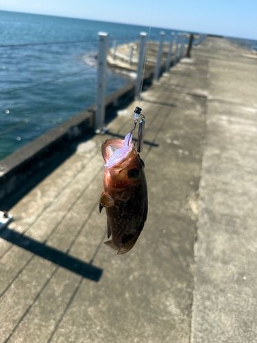 キジハタの釣果