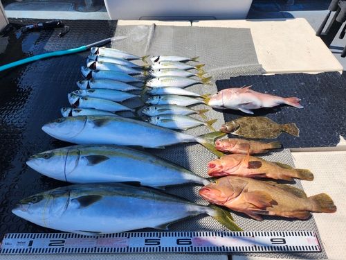 ハマチの釣果