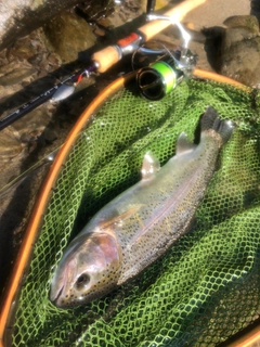 ニジマスの釣果