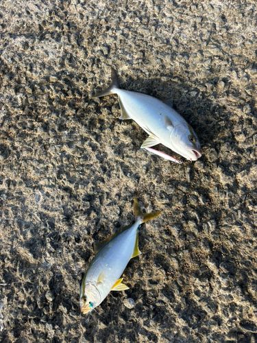 ネリゴの釣果