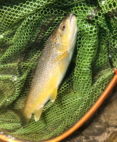 ブラウントラウトの釣果