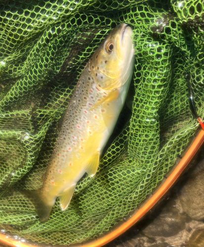 ブラウントラウトの釣果