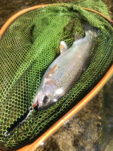 ニジマスの釣果