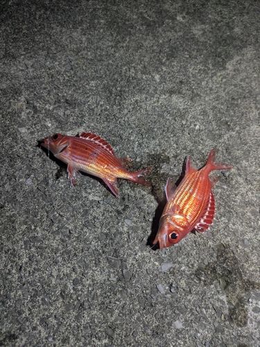 ヒメエビスの釣果