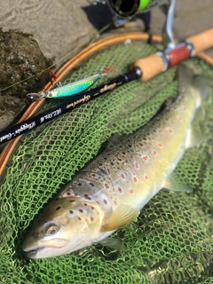 ブラウントラウトの釣果