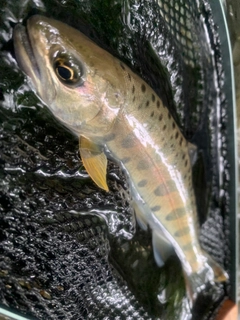 ヤマメの釣果