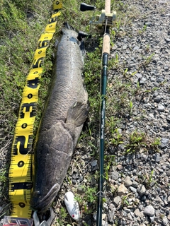 カムルチーの釣果