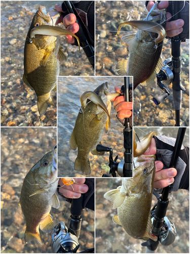 スモールマウスバスの釣果