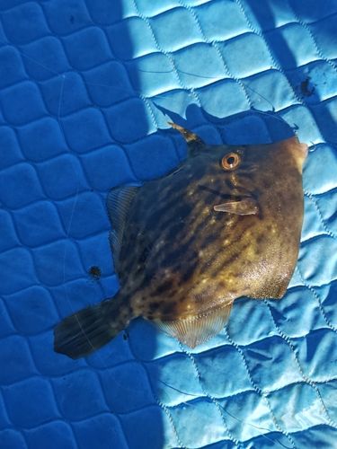 カワハギの釣果
