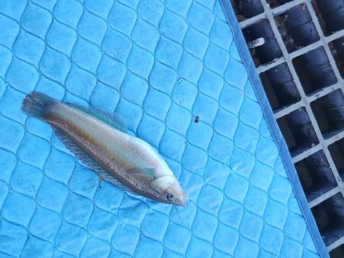 キュウセンの釣果