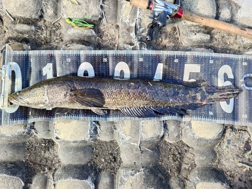 ライギョの釣果