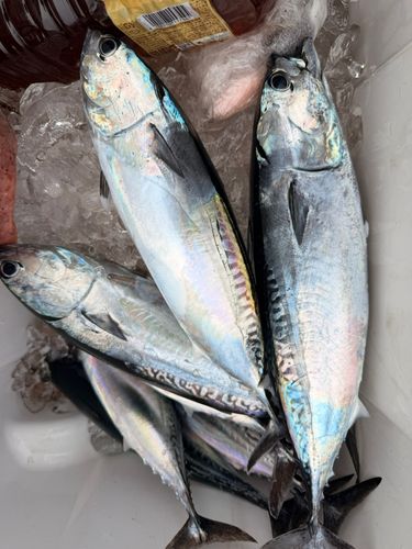 ソウダガツオの釣果