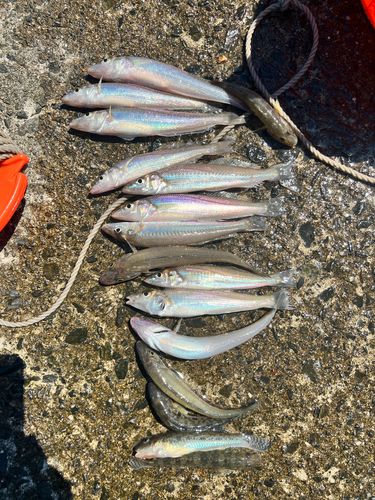 キスの釣果