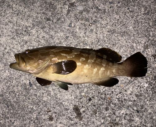 クエの釣果