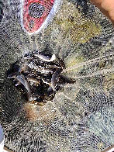 アユの釣果