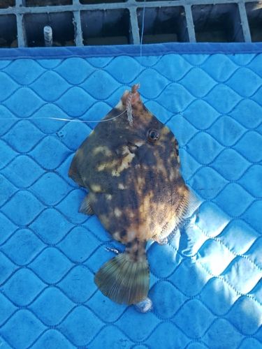 カワハギの釣果