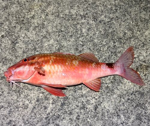 オジサンの釣果