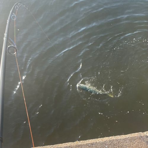 ワラサの釣果