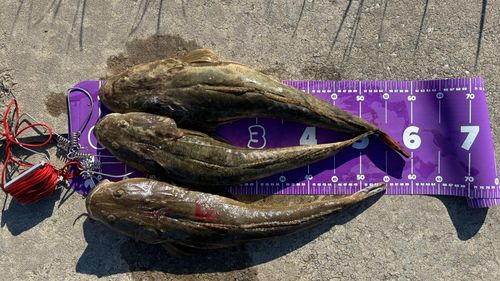 マゴチの釣果