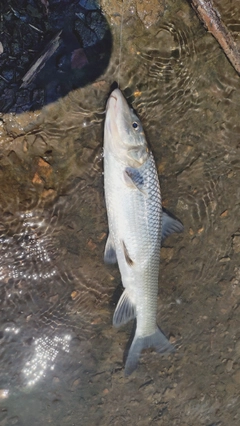 ニゴイの釣果
