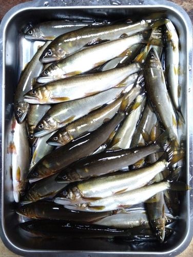 アユの釣果