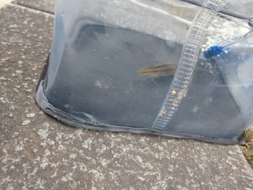 マハゼの釣果