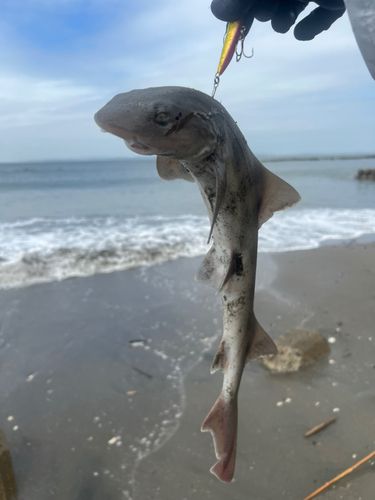 ドチザメの釣果