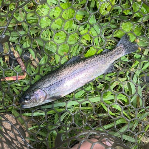 ニジマスの釣果