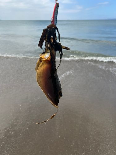 アカエイの釣果