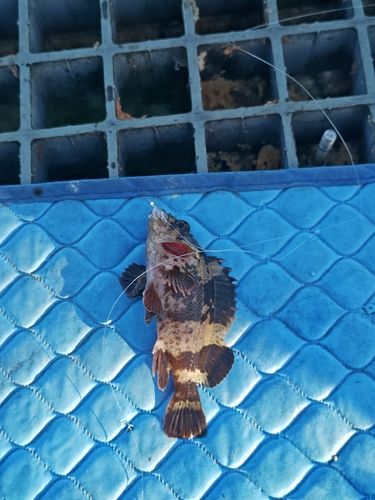 タケノコメバルの釣果