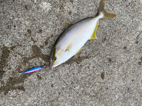 ネリゴの釣果