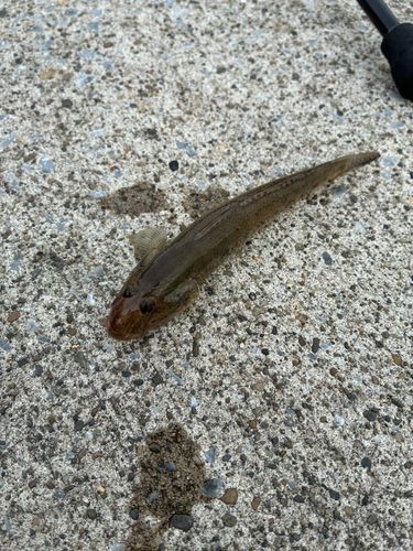 マハゼの釣果