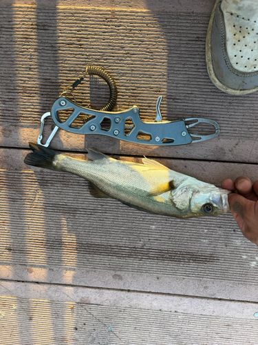 セイゴ（ヒラスズキ）の釣果