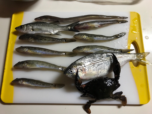 マハゼの釣果