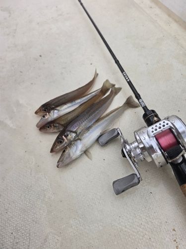 シロギスの釣果