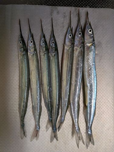 サヨリの釣果
