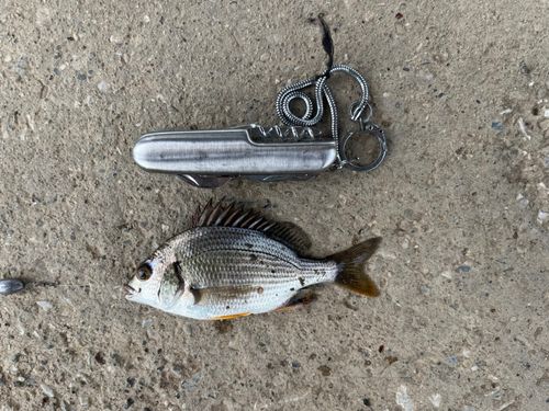 キビレの釣果