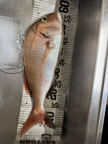 タイの釣果