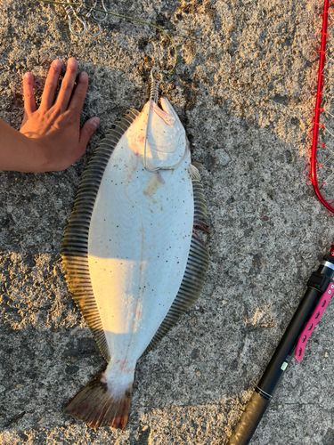 ヒラメの釣果