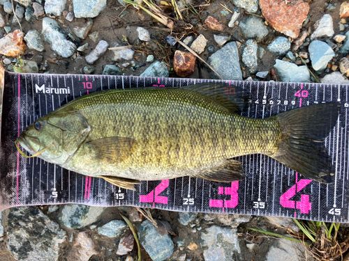 スモールマウスバスの釣果