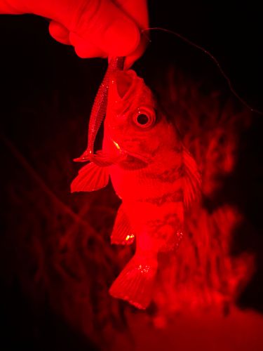 シロメバルの釣果
