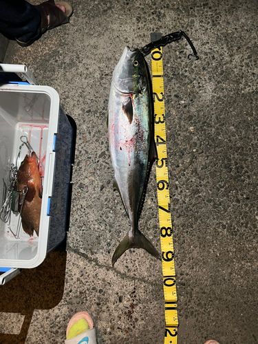 ブリの釣果