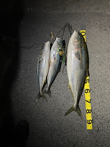 ブリの釣果